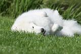 SAMOYEDE 025